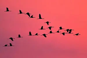 Commuting: Common Crane - Silhouette of flying birds commuting