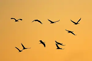 Commuting: Common Crane - Silhouette of ten flying birds commuting