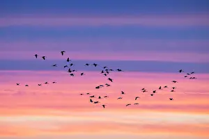 Mecklenburg: Common Crane sunset