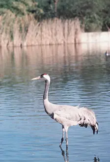 Cranes: Common CRANE - wading