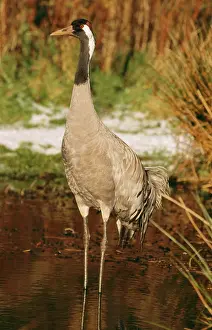 Common CRANE - IN WATER