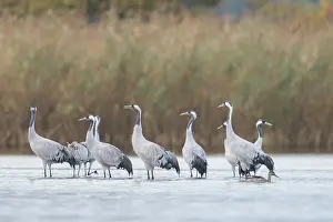 Mecklenburg: Common Crane water
