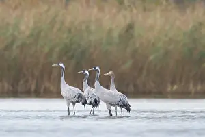 Mecklenburg: Common Crane water
