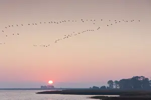 Bodden: Common Cranes Bodden 39 Common Crane flock in flight sil