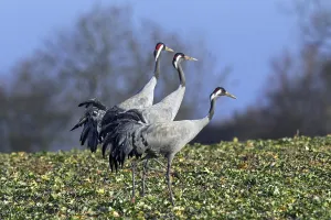 Cranes: Three common cranes, Eurasian crane (Grus grus)