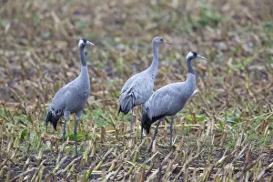 Cranes: Common Cranes - flock feeding on a harvested corn