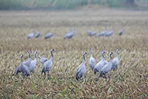 Cranes: Common Cranes - flock feeding on a harvested corn