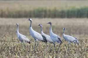 Cranes: Common Cranes - flock feeding on a harvested corn