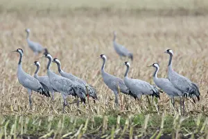 Cranes: Common Cranes - flock feeding on a harvested corn