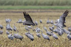 Cranes: Common Cranes - flock feeding on a harvested corn