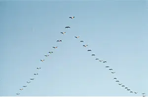 Elizabeth Bomford: Common CRANES - flying in v-fomation to roost at dusk