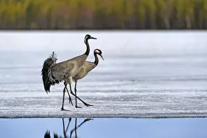 Hamra: Common Cranes (Grus grus) walking along a froze