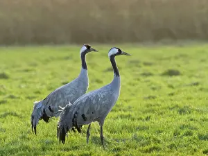 Cranes: Common Cranes on Norfolk grazing marsh