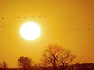 Cranes: Common cranes returning to their roosting place