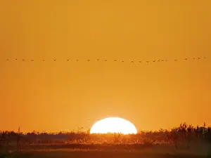 Cranes: Common cranes returning to their roosting place