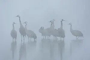 Chain: Common Cranes water