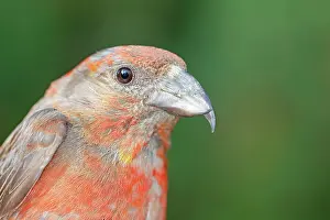 Crossbill: Common Crossbill