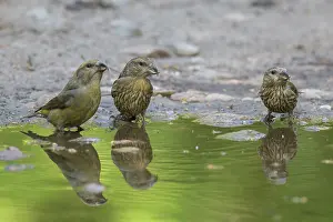 Fringillidae: Common Crossbill - adult female and juvenile birds