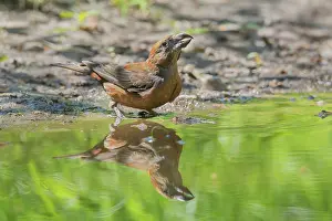 Thirst: Common Crossbill - adult male at water - Germany