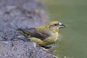 Crossbill: Common Crossbill female