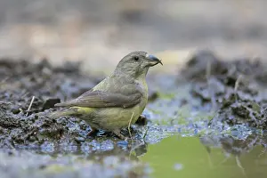 Crossbill: Common Crossbill female