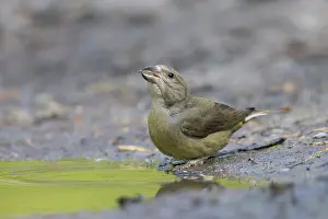 Crossbill: Common Crossbill female