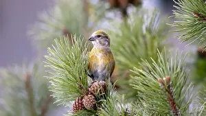 Banner: Common Crossbill, female perched on pine tree, looking