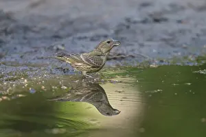 Fringillidae: Common Crossbill - juvenile bird drinking - Germany