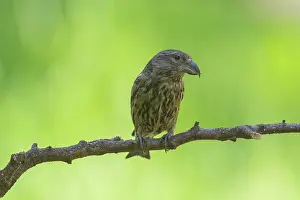 211220: Common Crossbill - juvenile bird perched on a twig