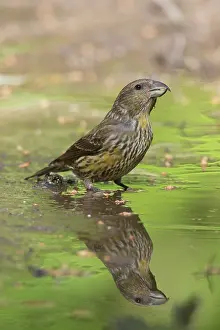 Thirst: Common Crossbill - juvenile bird at water - Germany