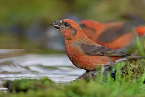 Norfolk: Common crossbill (Loxia curvirostra) adult male