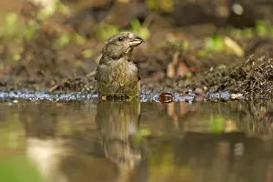 Overijssel: Common Crossbill (Loxia curvirostra) female nea