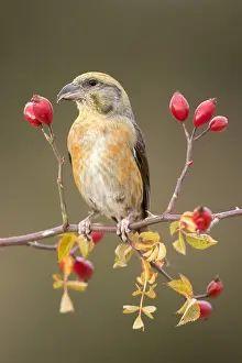 Fringillidae: Common Crossbill Loxia curvirostra) male on a branch