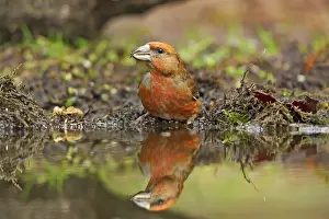 Overijssel: Common Crossbill (Loxia curvirostra) male refle