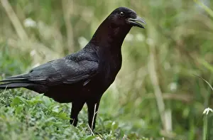 Crows: Common Crow