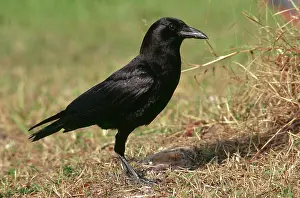 Crows: Common crow