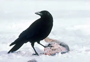 Brachyrhynchos: Common Crow