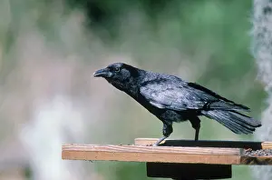 Brachyrhynchos: Common Crow