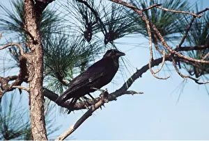 Crow: Common Crow