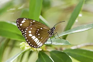 Asclepiadaceae: Common crow butterfly