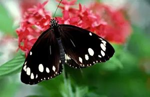 Lanceolata: Common crow butterfly - male on flower (Pentas lanceolata)