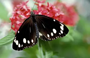 Core: Common Crow Butterfly - male at Pentas flowerNew