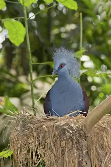 Goura: Common Crowned Pigeon
