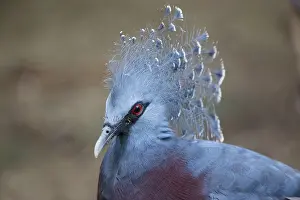 Pigeons: Common Crowned Pigeon Goura cristata Juong Bird