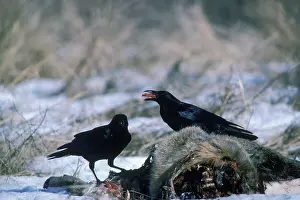 Crows: Common Crows