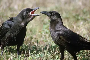 Crows: Common Crows