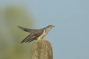 Floodplains: Common Cuckoo