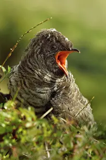 Parasitism: Common Cuckoo