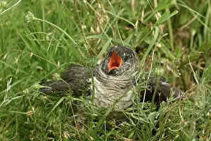 Parasitism: Common Cuckoo