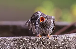 Shouting: Common Cuckoo